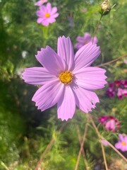 Obraz premium Garden Cosmo 