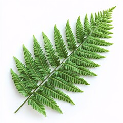 Vibrant Green Fern Leaf Captured in High Resolution Isolated on a Crisp White Background