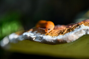 La limace "Grand loche"