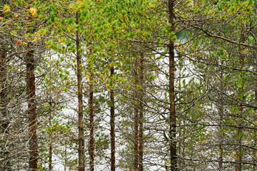 Fototapeta premium Pine trees from the area of Folldal and the Kroktjønna Lakes, Norway, in August.