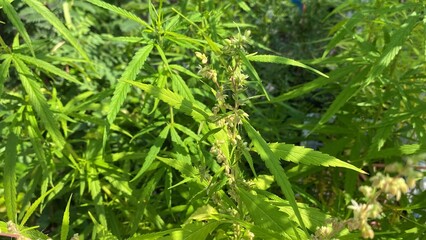 Green leaves and flower of marijuana growth in nature garden. Herbs used as a mixture of medicines, for medical purposes, beautiful green leaf background.