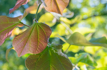 Closeup of a backlit leaf of an eastern redbud tree