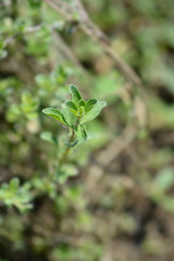 Sweet marjoram leaves