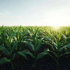 Non-GMO cornfield, under bright sunlight, 3D illustration