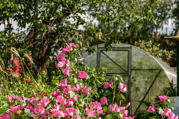 photo with colorful, beautiful seasonal flowers, gardener's concept