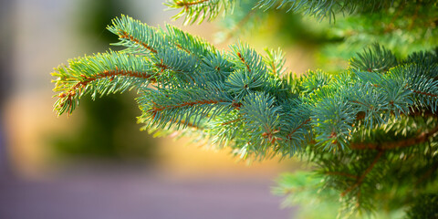 Fir branches close-up. Coniferous trees in the forest. Winter Christmas background. Christmas background, beautiful nature