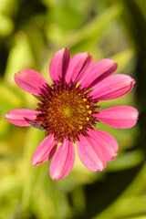 Fototapeta premium Pink coneflower