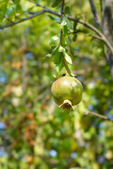 Pomegranate branch with immature fruit