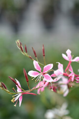 Gaura Siskiyou Pink flowers