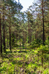 Obraz premium Bog with pine trees