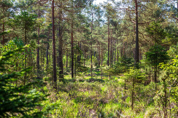 Bog with pine trees