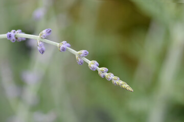 Blue Spire Russian sage flower buds
