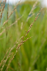 Flying bentgrass Moorhexe seeds