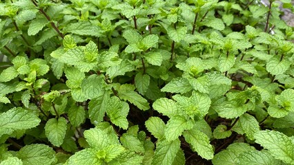Peppermint plants grow in organic botanical garden
