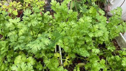 coriander plants grow in organic botanical garden