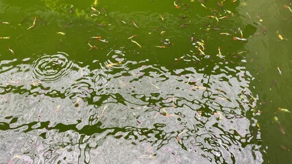 Water in the pond and ripples, with Guppy fish swimming.