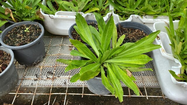 Culantro plants grow in organic botanical garden