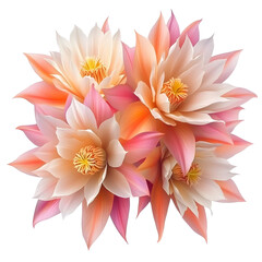 Obraz premium Vibrant Epiphyllum Blooms in Pastel Pink,White and Orange Hues on Plain White background transparent png 