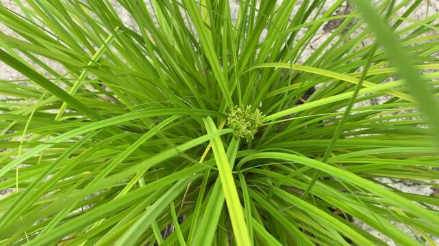 Nut grass, Cocograss. Plant Named.&ldquo;Cyperus rotundus Linn&rdquo; growth in botanical garden.