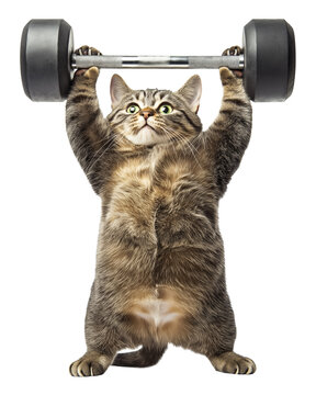 Humorous image of tabby cat lifting dumbbell