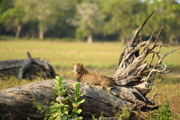 The Sri Lankan leopard - Panthera pardus kotiya on the tree