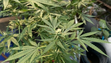 Green leaves and flower of marijuana growth in nature garden. Herbs used as a mixture of medicines, for medical purposes, beautiful green leaf background.