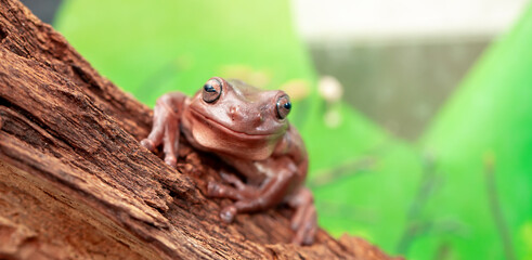 An Australian tree frog sits on the bark of a tree. The frog turns around and looks at the camera.