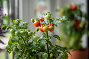 Closeup of ripe red cherry tomatoes first appear on branch of plant in pot at home. Home gardening,...