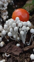 Fototapete bei efototapeten.de bestellen   