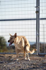 Big brown dog pooping in the field.