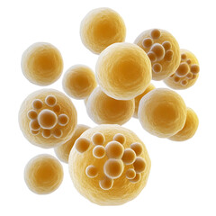 Microscopic Photograph of Staphylococcus Aureus Bacteria on Plain White background transparent png 