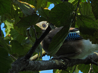 jay garrulus glandarius bird on tree branch
