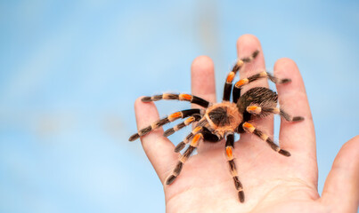 Tarantula spider on a man's hand close up. Tarantula spider as a pet.