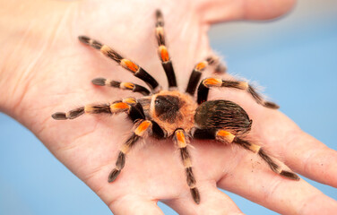 Tarantula spider on a man's hand close up. Tarantula spider as a pet.