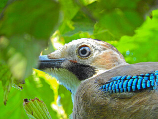 jay garrulus glandarius bird on tree branch