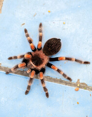 Tarantula spider close-up on the floor in the house. Tarantula spider as a pet.
