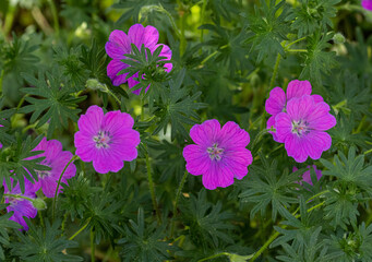 Obraz premium Portrait of a Bloody Crane's-bill - Geranium sanguineum blossom
