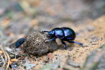 Dung beetle twists a ball of dung.