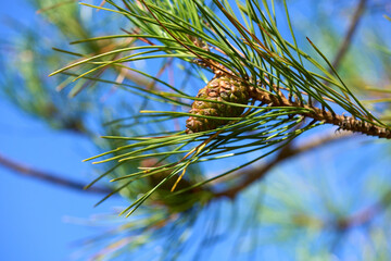 Green pine cones on a pine branch in summer.