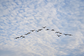 Migratory birds geese fly to warm lands.