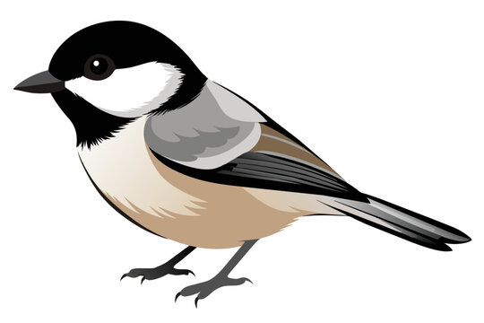 recommend clip art: Black capped chickadee bird vector art illustration