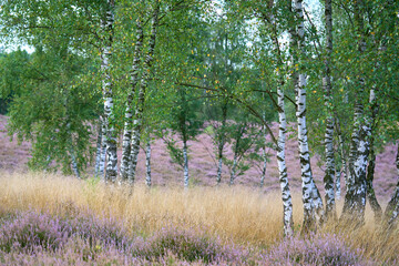 Birch grove and heather on the background on a sunny summer day.
