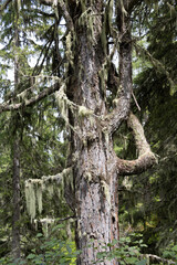 closeup of a pine tree section with hanging moss beard lichen