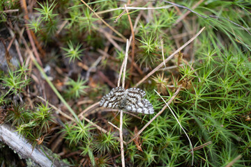 Ematurga atomaria or common heath moth on haircap moss