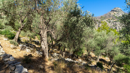 Olive trees in ancient city Amos near town or village of Turunc, Turkey. It was located in Rhodian Peraia in Caria on Mediterranean coast