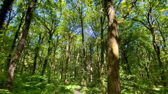 Along trail deep in idyllic green forest summer woodland wilderness