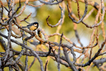M&eacute;sange charbonni&egrave;re