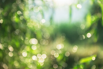 Fototapeta premium blurry green forest with a lot of leaves and a few trees