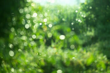 Obraz premium The image is a blurry green field with a lot of grass and leaves