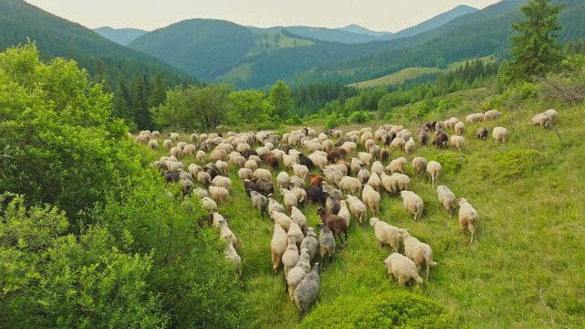 Flock sheep aerial mountains green ram tree forest view
